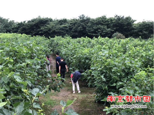 以丰收献礼建党100周年句容市第八届桑果紫酒节开幕628.png