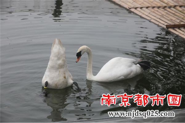 南京莫愁湖新近建了个天鹅岛210.png