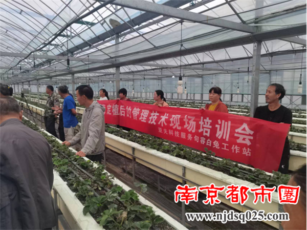 亚夫科技服务句容白兔工作站草莓定植后管理技术现场培训会28.png