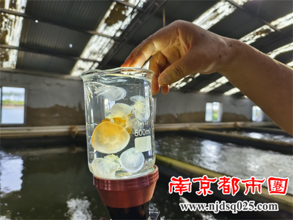 “苏海红”海蜇苗种稿图（已经修改）(22)585.png