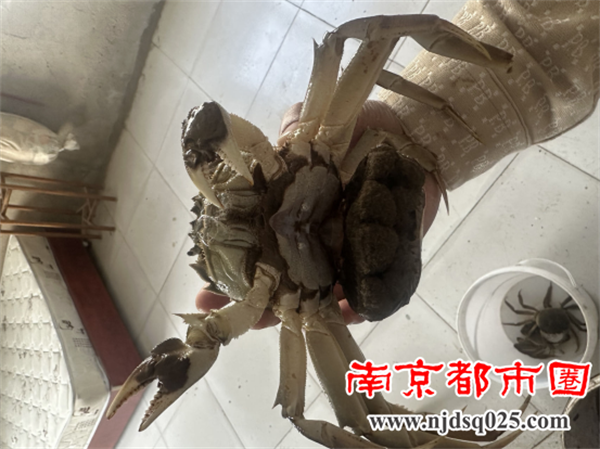 “苏海红”海蜇苗种稿图（已经修改）(22)2330.png