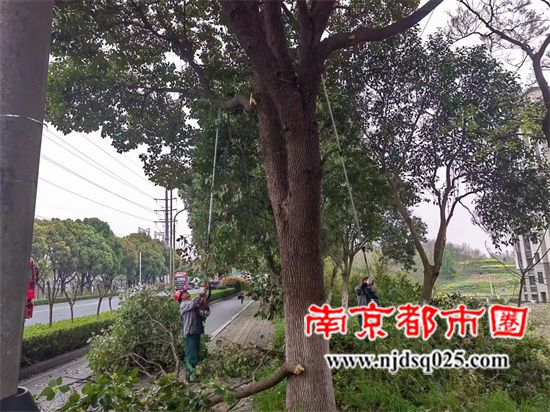 句容市城市管理局园林管理中心给市区树木换春衣Image_1712452604628.jpg