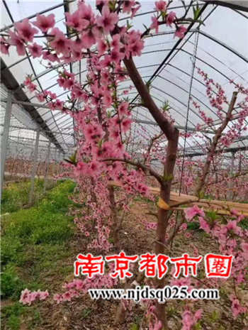 标准化建设助推桃产业发展(1)150.png