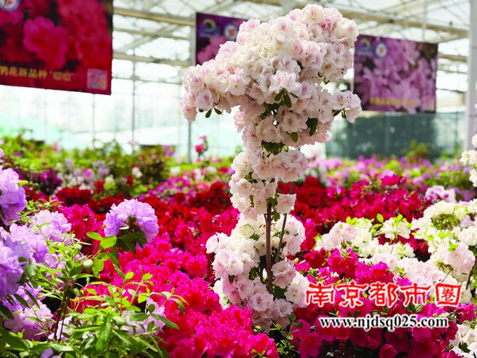 69c9f23c41cc3.jpg 1.jpg